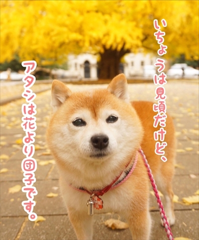 豆柴こむぎの部屋