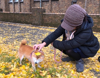 豆柴こむぎの部屋