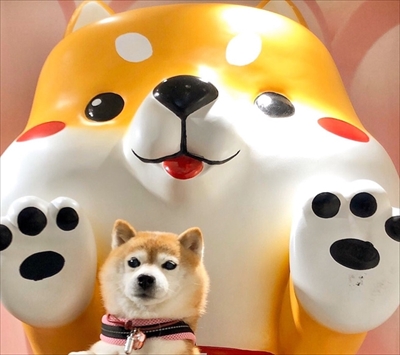 豆柴こむぎの部屋