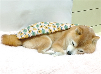 豆柴こむぎの部屋