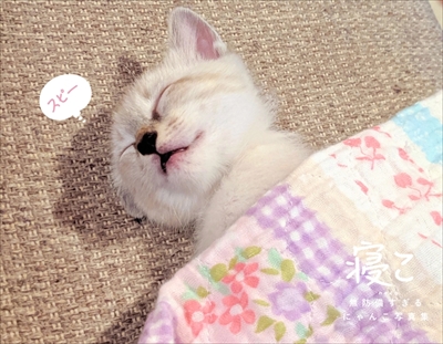 にゃんこ写真集