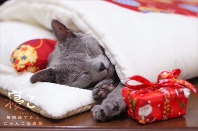 にゃんこ写真集