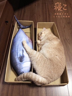 にゃんこ写真集