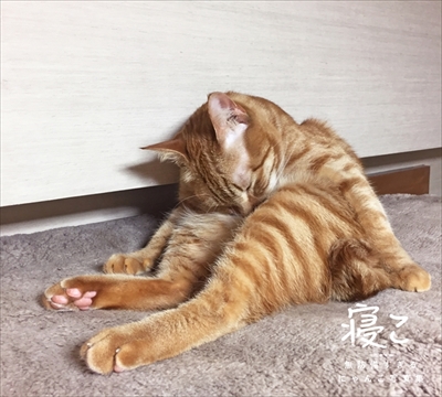 にゃんこ写真集