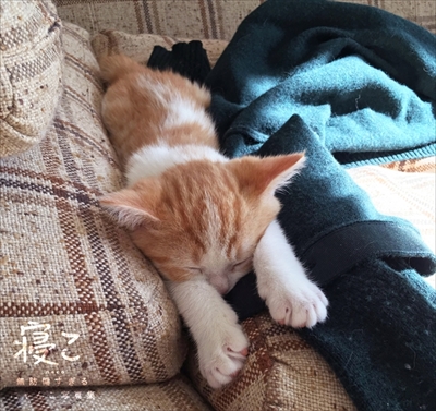 にゃんこ写真集