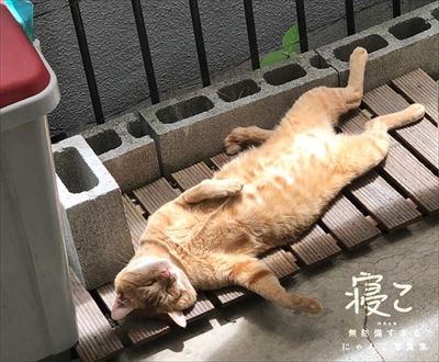 にゃんこ写真集