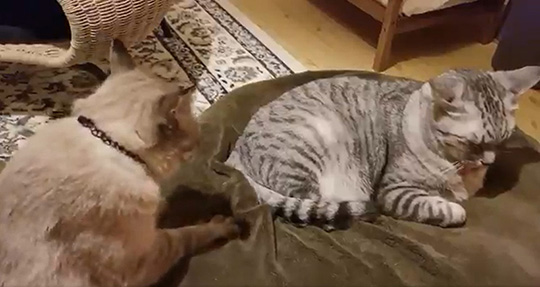 川井いねこさん