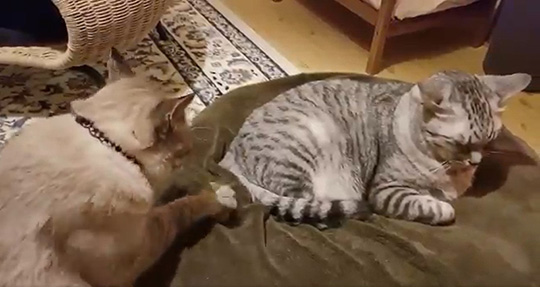 川井いねこさん