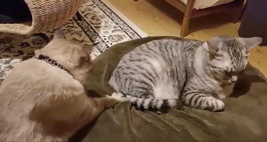 川井いねこさん