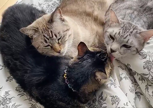 川井いねこさん