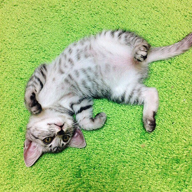 川井いねこさん