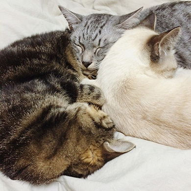 川井いねこさん