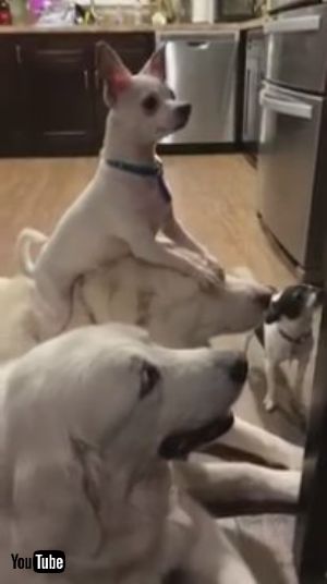 わんこの上にわんこ