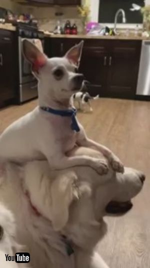 わんこの上にわんこ