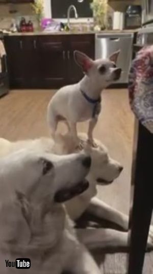 わんこの上にわんこ