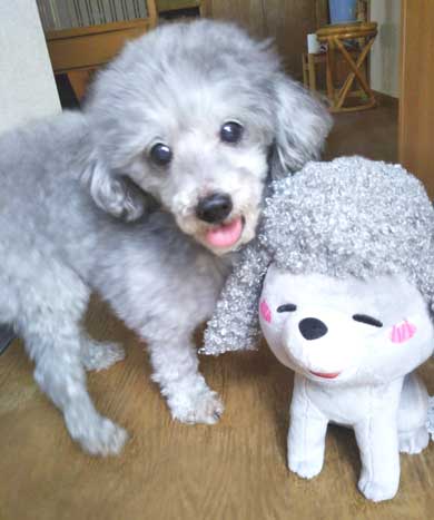 犬と猫どっちも飼ってると毎日たのしい 漫画 松本ひで吉 4巻 かわいい 動物 日常