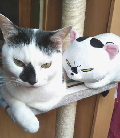 犬と猫どっちも飼ってると毎日たのしい 漫画 松本ひで吉 4巻 かわいい 動物 日常