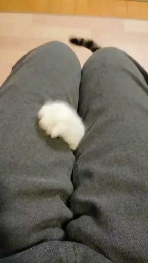 猫 なる 遊び かわいい 飼い主 足の間 飛び出す 子猫 保護 成長