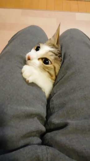 猫 なる 遊び かわいい 飼い主 足の間 飛び出す 子猫 保護 成長