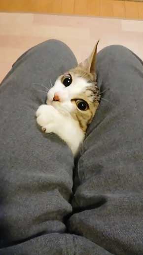 猫 なる 遊び かわいい 飼い主 足の間 飛び出す 子猫 保護 成長