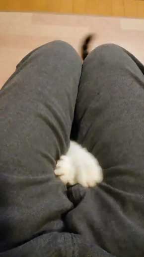 猫 なる 遊び かわいい 飼い主 足の間 飛び出す 子猫 保護 成長