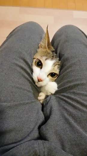 猫 なる 遊び かわいい 飼い主 足の間 飛び出す 子猫 保護 成長