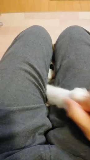 猫 なる 遊び かわいい 飼い主 足の間 飛び出す 子猫 保護 成長