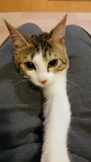 猫 なる 遊び かわいい 飼い主 足の間 飛び出す 子猫 保護 成長