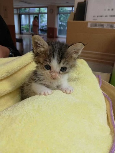 猫 なる 遊び かわいい 飼い主 足の間 飛び出す 子猫 保護 成長