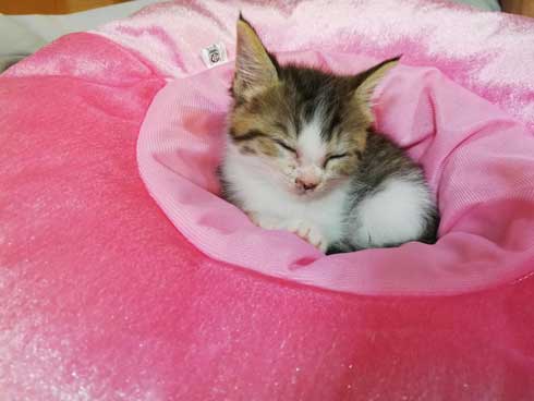 猫 なる 遊び かわいい 飼い主 足の間 飛び出す 子猫 保護 成長