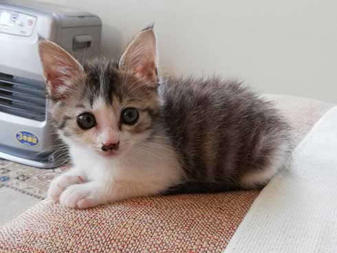 猫 なる 遊び かわいい 飼い主 足の間 飛び出す 子猫 保護 成長