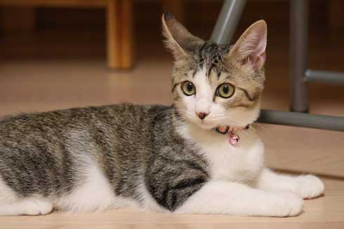 猫 なる 遊び かわいい 飼い主 足の間 飛び出す 子猫 保護 成長