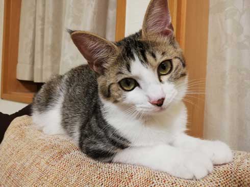 猫 なる 遊び かわいい 飼い主 足の間 飛び出す 子猫 保護 成長