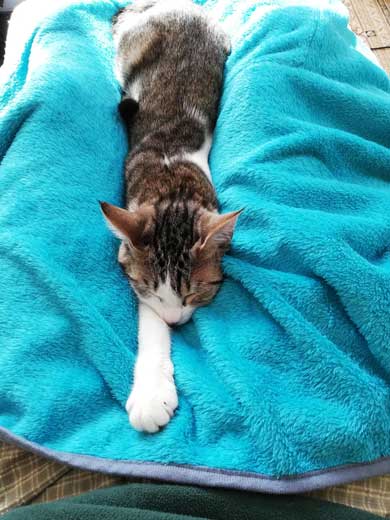 猫 なる 遊び かわいい 飼い主 足の間 飛び出す 子猫 保護 成長