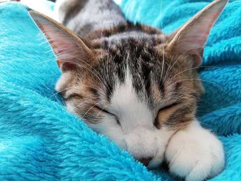 猫 なる 遊び かわいい 飼い主 足の間 飛び出す 子猫 保護 成長