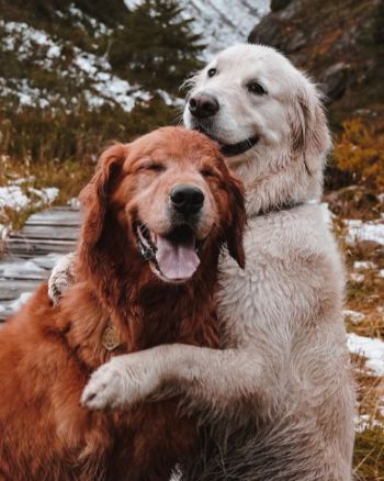 KikoくんとWatsonくん