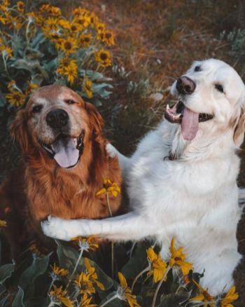 KikoくんとWatsonくん