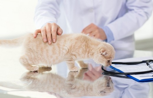 ペット手帳 猫 動物病院