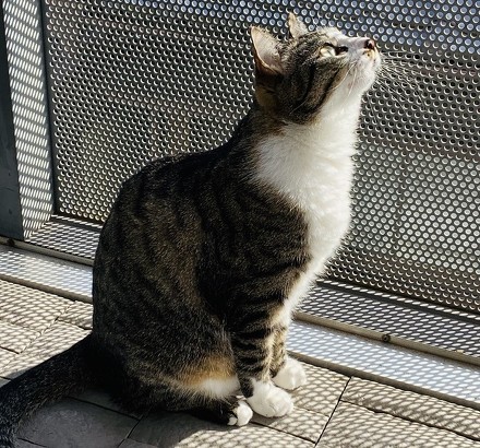 ペット手帳 猫 動物病院