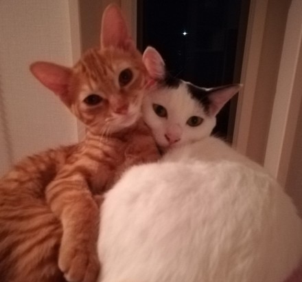 ペット手帳 猫 動物病院