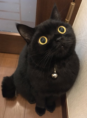 阻止ねこ