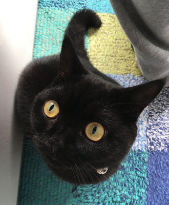 こんな顔で見つめられたい……！ 黒猫ちゃんのまんまるおめめが100