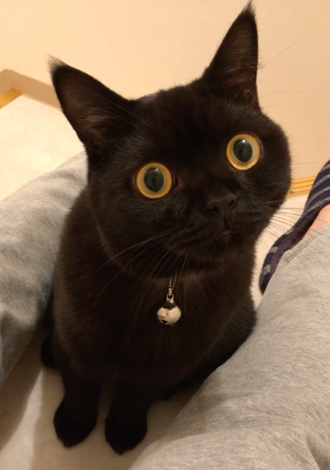 こんな顔で見つめられたい……！ 黒猫ちゃんのまんまるおめめが100