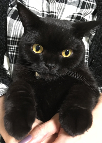 ハーイ❤️さま専用です まんまるお目の黒ねこさん 猫ぬいぐるみ 黒猫 まんまる目の黒猫ぬいぐるみ 黒色|猫
