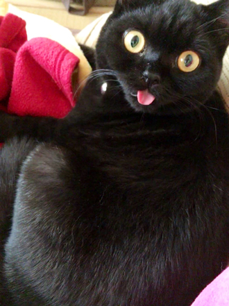 こんな顔で見つめられたい……！ 黒猫ちゃんのまんまるおめめが100