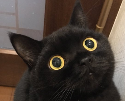 100点満点のおめめアップ