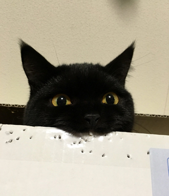 穴あけパンチちゃちゃさん