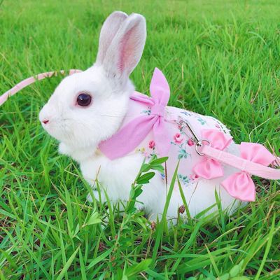 ピンクハーネスなモコさん