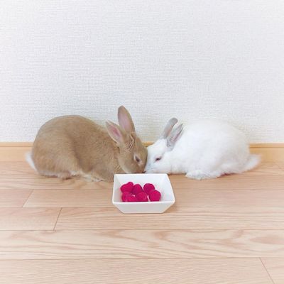 お正月豆モコさん