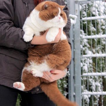 ムチムチニャンコ